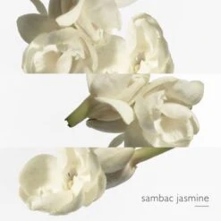 Hermès Le Jardin De Monsieur Li Eau De Toilette 12 Hermès Le Jardin De Monsieur Li Eau De Toilette -Hugo Boss Soldes Magasin jardin mr li edt 4